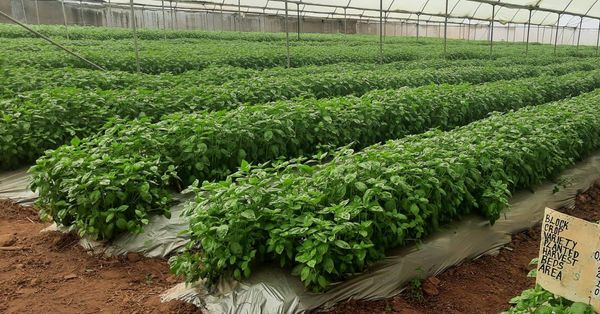 Basil from 케냐 supplied by AAA Growers Limited - Leaf 바질