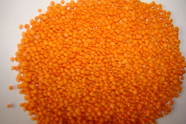 Red Lentils from 러시아 supplied by SPPK Donskoy Mayak - 레드 렌틸 말린 렌틸