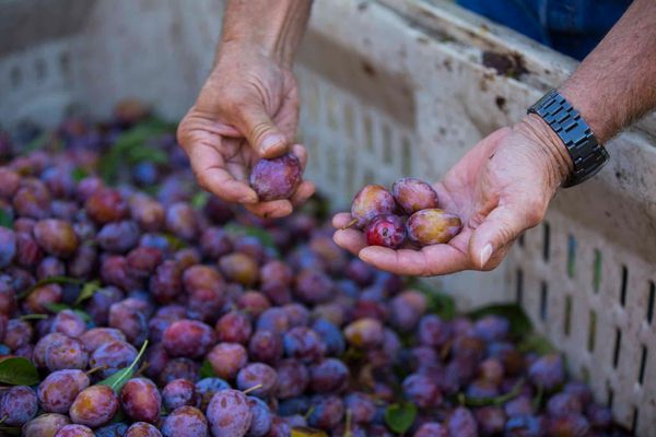 Prune from United States supplied by California Packing Company - Pitted Prune