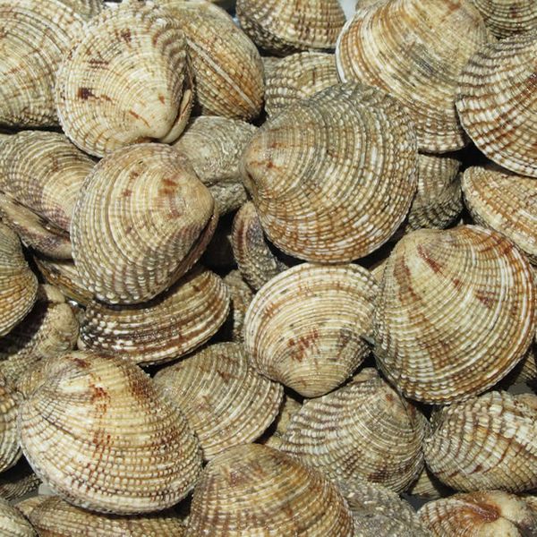 Mussel from 그리스 supplied by ALEXANDRIDIS, G., & CO. OE FRUTTI DI MARE - Whole (=In Shell=Unshucked) 냉동 홍합