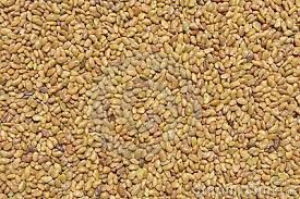 Lucerne Alfalfa seeds from 프랑스 supplied by EARL des Mimosas - Raw (=Natural) 루우산(lucerne) 씨