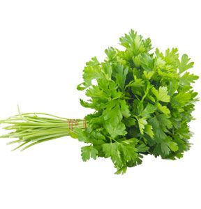 Parsley from Turkiye supplied by Sin Gida Sanayi ve Tic.Ltd.Sti. - Green Parsley