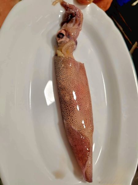 Squid from Portugal supplied by Jose Correia Pimenta, Lda. - Whole Frozen Squid