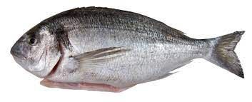 Fresh Sea Bream from 그리스 supplied by Iktis S.A. - Sharpsnout Sea Bream (=Diplodus puntazzo) 냉동 도미