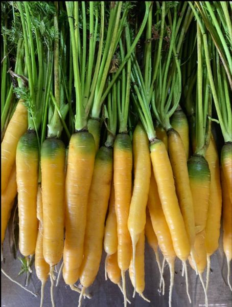 Fresh Carrot from Switzerland supplied by Werro's Biohof - Washed Fresh Carrot