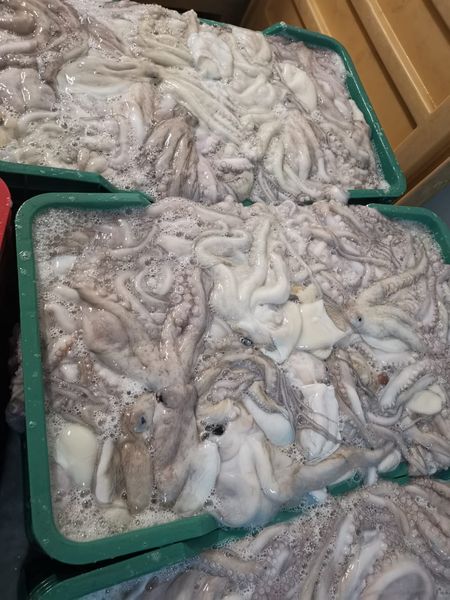 Mexican Four Eyed Octopus (Mayan Octopus )And Common Octopus from 멕시코 supplied by Exotic Euro Import SA DE CV - >300 g 냉동 문어