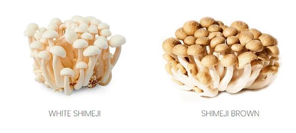Fresh Shimeji Mushroom from 스페인 supplied by Mercajara - White Beech Mushroom (=Bunapi Shimeji=Hypsizygus tessellatus) 시메지버섯