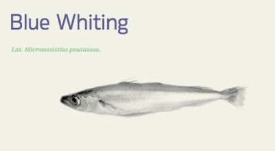 Frozen Blue Whiting from Norway supplied by PELAGIA AS - Blue Whiting (=Micromesistius poutassou) Frozen Blue Whiting