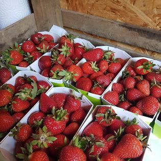 Strawberry from Switzerland supplied by ArboThévoz - Red Fresh Strawberry