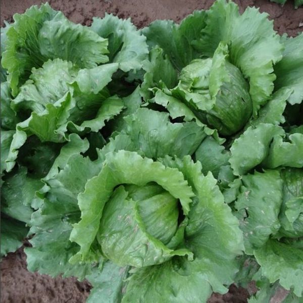 Fresh Lettuce from 이란 supplied by Green Asia Corporation - Iceberg (=Crisphead=Heading) 신선 상추