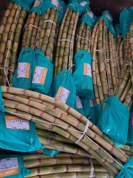 sugarcane from 우간다 supplied by EES ORGANIC FOOD LIMITED - High Quality 사탕수수