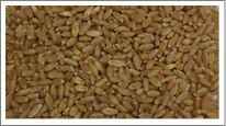 Wheat from 인도 supplied by Royal Agro Foods - 단백질: 11% 소맥