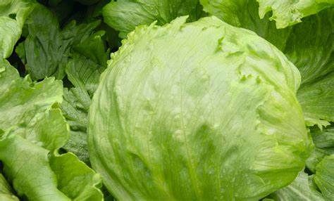 fresh Iceberg Lettuce from 폴란드 supplied by POLSWEET Sp. z o.o. - Iceberg (=Crisphead=Heading) 신선 상추