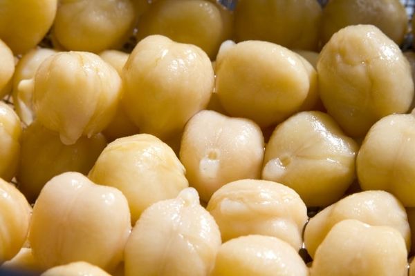 Chickpea from 이스라엘 supplied by Nir Agricultural Works, Ltd. - Fresh (=Chilled) 말린 병아리콩