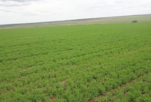 Lentils from 슬로베니아 supplied by Zastava Group d.o.o. - Dried (=Dehydrated) 말린 렌틸