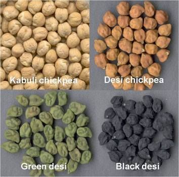 Desi Chickpea from 캐나다 supplied by Midwest Lentils Exports Inc - Dried (=Dehydrated) 말린 병아리콩