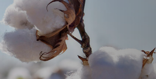 cotton seed from 미국 supplied by WEST GAINES SEED INC - Whole 목화 씨