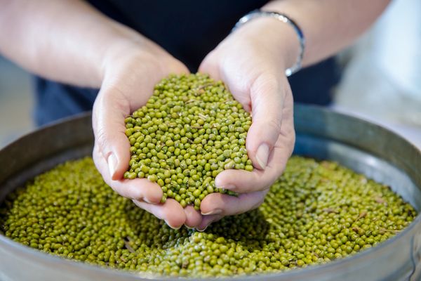Green Mung Bean from 호주 supplied by Australian Mungbean Company Pty Ltd - Ordinary (=Non-scented) 말린 녹두