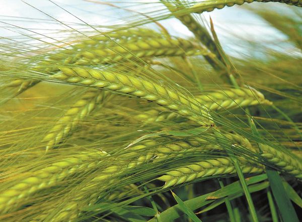 Barley from 폴란드 supplied by Rolnicza Spółdzielnia Produkcyjna Wydrowice - Spring 보리