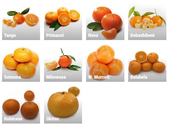 Mandarin from 튀르키예 supplied by OZLER TARIM URUNLERI URETIM PAZARLAMA SAN. TIC. A.S. - Tangerine - W. Murcott Afourer 신선 만다린