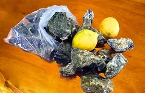 Oyster Wholeshell from New Zealand supplied by Matakana Oysters Limited - PP Bags (10kg) Fresh Oyster