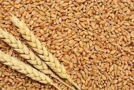 Wheat from 파라과이 supplied by PAYCO - Whole 소맥