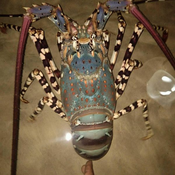 Lobster from 인도네시아 supplied by PT. Natana Marine Corp - Whole 신선 랍스터