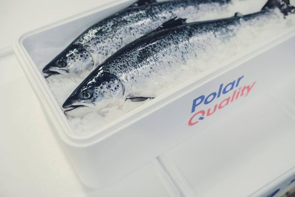 Fresh Atlantic Salmon from Norway supplied by Polar Quality - Fillet Salmon
