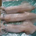 Frozen Squid from 베트남 supplied by Kien Giang Sea Product Corporation (KISIMEX) - Whole 냉동 오징어