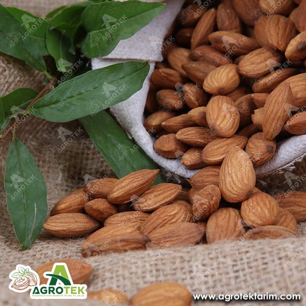 Almond from 튀르키예 supplied by Agrotek Agriculture - Raw (=Natural) 아몬드 알맹이