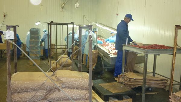 IQF whole strawberries from 폴란드 supplied by Allfood Lebensmittel-Handels-Gesellschaft mbH - Class 1 신선 딸기