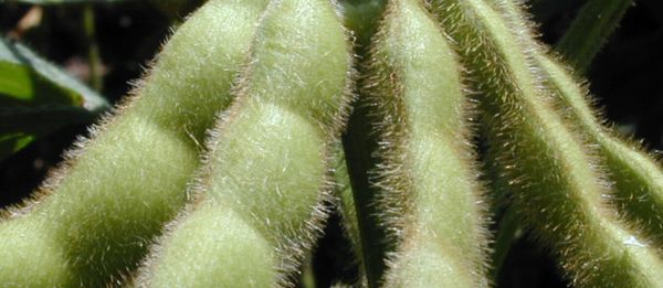 Soybean from 우루과이 supplied by Copagran - Raw (=Natural) 대두