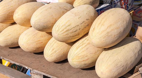 Melon from Uzbekistan supplied by UZ-SEGANG LLC - Valencia Melon (=Green Valencia=Valencia Winter Melon) Fresh Melon (Muskmelon)