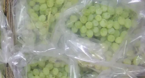 Fresh Whole Grape from Greece supplied by TOUNTA, E., VIOLOGIKA AGRACTIMATA, SA - Attiki (Attica) Fresh Grape