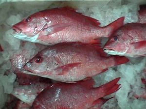 Red Snapper from 가나 supplied by Continental Exports (GH) Ltd - Whole (=In The Round) 냉동 스내퍼
