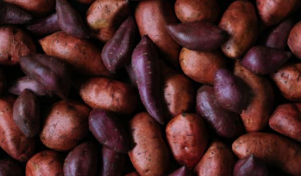 fresh sweet potato from 영국 supplied by Barfoots of Botley Ltd - 주황색 고구마