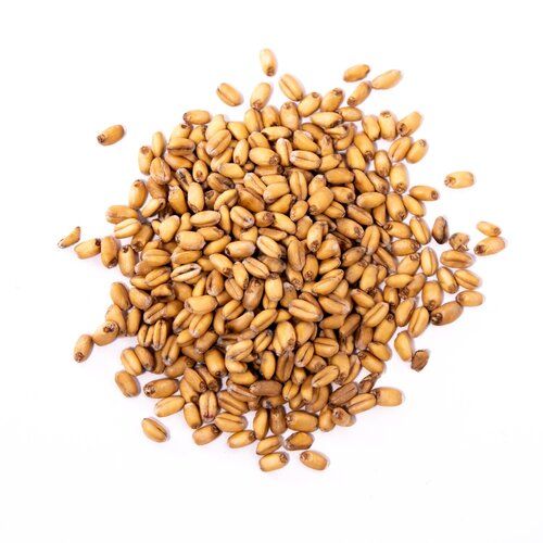 Soft White Wheat from 미국 supplied by Skagit Valley Malting, Inc. - Whole 밀엿기름