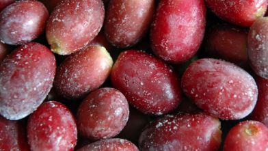 IQF Red Grapes from 칠레 supplied by Patagonfoods Ltda. - Purple 냉동 포도