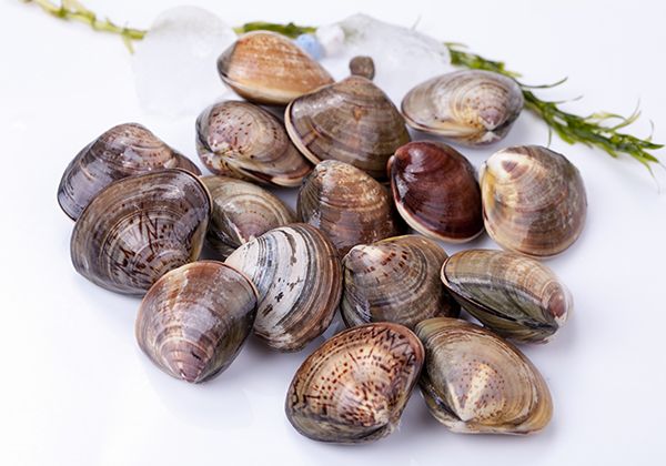 Hard Clam from 중국 supplied by Dandong Taihua Foodstuff Co.,Ltd. - Hardshell Clam (=Protothaca thaca) 냉동 조개
