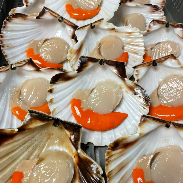 Scallop from 영국 supplied by West Coast Sea Products - Whole (=In Shell=Unshucked) 냉동 가리비