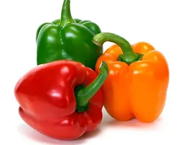 Bell Pepper from 캐나다 supplied by Agrivera Food Group - Mini 신선 피망