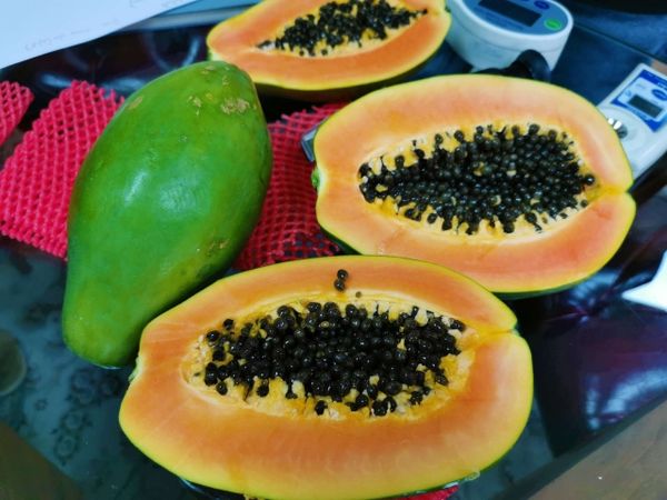 papaya from 남아프리카공화국 supplied by Toro Fruit - Orange Flesh 신선 파파야