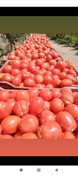 Fruit et légumes from Tunisia supplied by Belkhairat Trading - Class 1 Value Added Vegetables