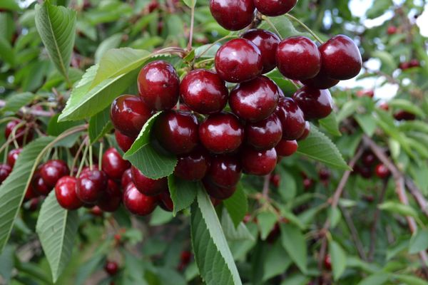 Fresh Cherry from 체코 supplied by SAD, s.r.o. - Sour Cherry - Pandy 신선 체리