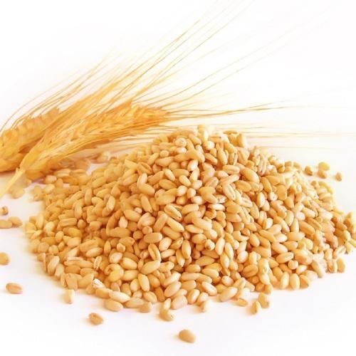 Wheat from 그리스 supplied by GEORGIOS D. ZEIKOS SA - Whole 소맥