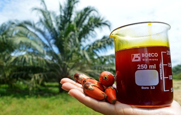 Palm Oil (CPO Oil) from Colombia supplied by PALMAS Y EXTRACTORA MONTERREY S.A. - Small RBD Palm Oil