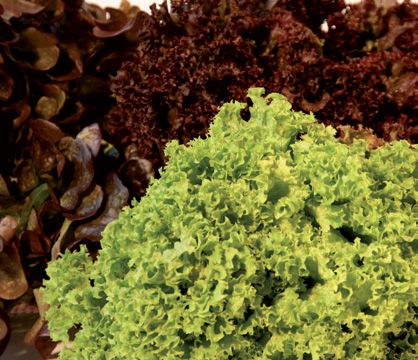 Lettuce from 벨기에 supplied by DE SCHOUWER L. & CO - Multicolor 신선 상추