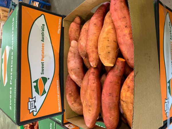 Gold Sweet Potato from Australia supplied by Sweet Potatoes Australia - Small through to XXL Sweet Potato