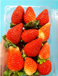 Fresh Strawberry from 멕시코 supplied by MexWorld Consulting - Red 신선 딸기