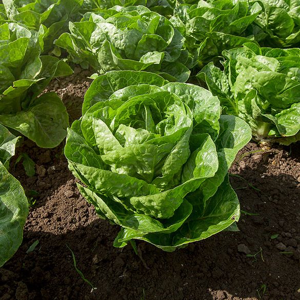 Lettuce - Jericho from 네덜란드 supplied by Biobrass - Romaine (=Cos) -Jericho 신선 상추